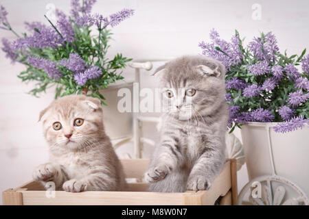 Gatti di razza. Animali domestici. Un paio di simpatici gattini seduto in una scatola di legno Foto Stock