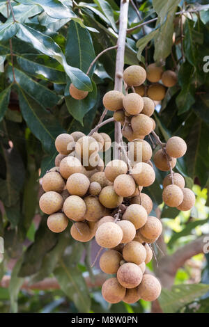 Longan mazzetto sulla struttura ad albero con foglie verdi al The Orchard in Thailandia. Foto Stock