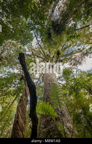 Agathis australis, Kauri nativo ad albero dalla Nuova Zelanda Foto Stock