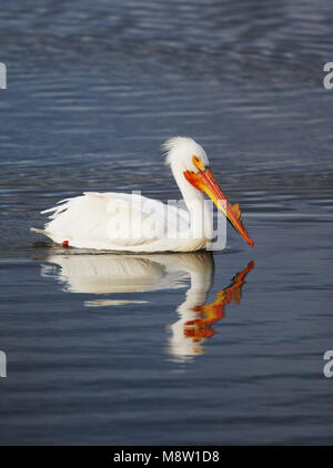 Witte Pelikaan, Americano bianco Pelican, Pelecanus erythrorhynchos Foto Stock