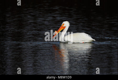 Witte Pelikaan, Americano bianco Pelican, Pelecanus erythrorhynchos Foto Stock