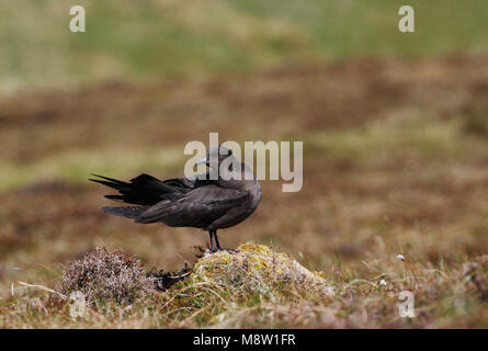 Kleine Jager, Parassitarie Jaeger, Stercorarius parasiticus Foto Stock