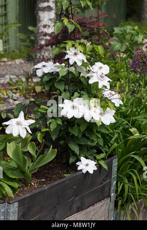 'Miss Bateman' inizio a fiore grande gruppo, Klematis (Clematis) Foto Stock