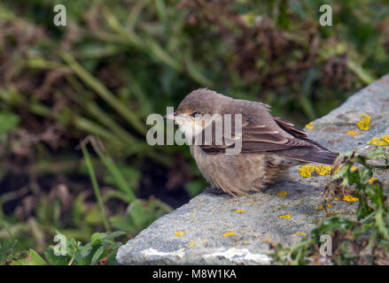 Sperwergrasmus, bloccate trillo, Sylvia nisoria Foto Stock