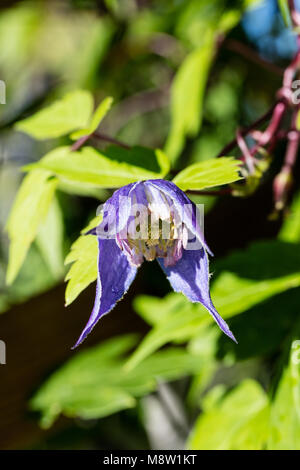 "Helsingborg' Clematis alpina, Alpklematis (Clematis alpina) Foto Stock