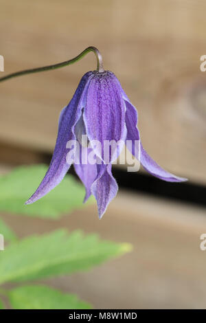 "Helsingborg' Clematis alpina, Alpklematis (Clematis alpina) Foto Stock