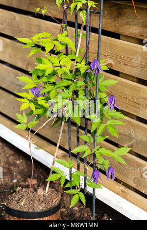 "Helsingborg' Clematis alpina, Alpklematis (Clematis alpina) Foto Stock