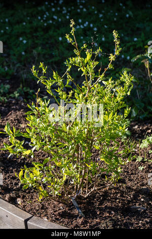 'Blue Crop' Mirtillo, blåbär Amerikansk (Vaccinium corymbosum) Foto Stock