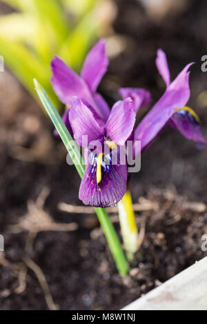 Iris reticolare, Våriris (Iris reticulata) Foto Stock