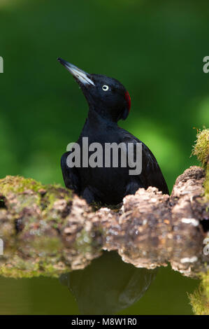 Zwarte Specht, picchio nero, Dryocopus martius Foto Stock