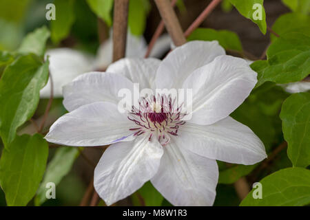 'Miss Bateman' inizio a fiore grande gruppo, Klematis (Clematis) Foto Stock