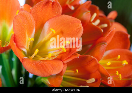 Giglio Kaffir, Mönjelilja (Clivia miniata) Foto Stock