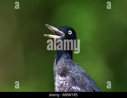 Zwarte Specht, picchio nero, Dryocopus martius Foto Stock