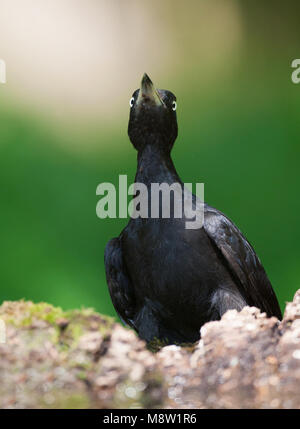 Zwarte Specht, picchio nero, Dryocopus martius Foto Stock