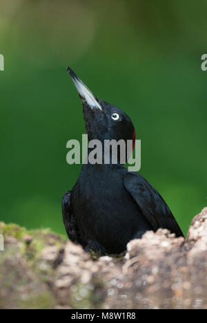 Zwarte Specht, picchio nero, Dryocopus martius Foto Stock