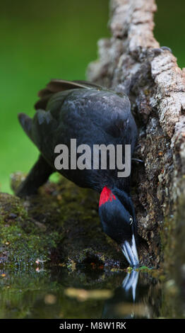 Zwarte Specht, picchio nero, Dryocopus martius Foto Stock