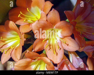 Giglio Kaffir, Mönjelilja (Clivia miniata) Foto Stock