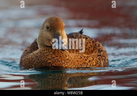 Koningseider; King Eider; Somateria spectabilis Foto Stock