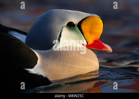 Koningseider; King Eider; Somateria spectabilis Foto Stock