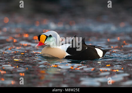 Koningseider; King Eider; Somateria spectabilis Foto Stock