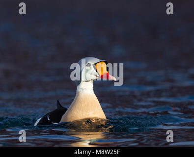 Koningseider; King Eider; Somateria spectabilis Foto Stock