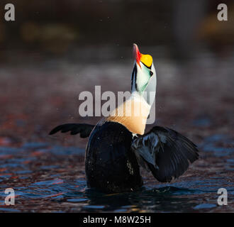 Koningseider; King Eider; Somateria spectabilis Foto Stock