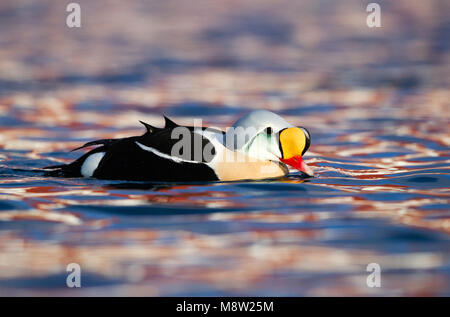 Koningseider; King Eider; Somateria spectabilis Foto Stock