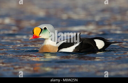 Koningseider; King Eider; Somateria spectabilis Foto Stock