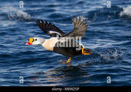 Koningseider; King Eider; Somateria spectabilis Foto Stock