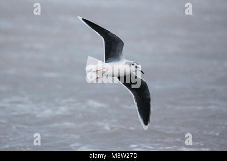 Dwergmeeuw, Little Gull, Hydrocoloeus minutus Foto Stock