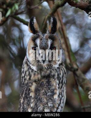 Ransuil, gufo comune, Asio otus Foto Stock