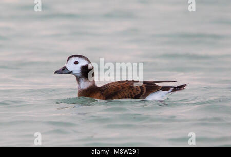 IJseend, Long-tailed Duck, Clangula hyemalis Foto Stock