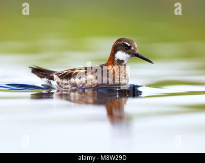 Grauwe Franjepoot; Rosso Colli; Phalarope Phalaropus lobatus Foto Stock