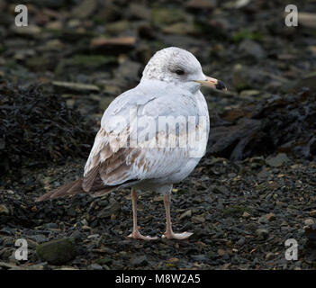 Immagine di uccelli da Hugh Harrop Foto Stock