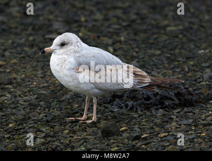 Immagine di uccelli da Hugh Harrop Foto Stock