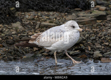 Immagine di uccelli da Hugh Harrop Foto Stock