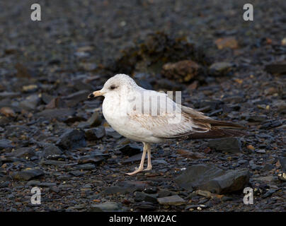 Immagine di uccelli da Hugh Harrop Foto Stock