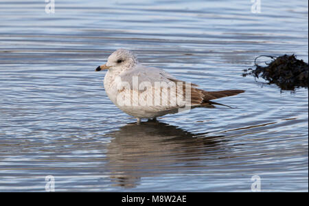 Immagine di uccelli da Hugh Harrop Foto Stock