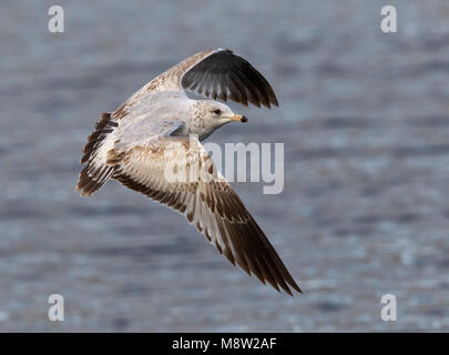 Immagine di uccelli da Hugh Harrop Foto Stock