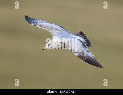 Immagine di uccelli da Hugh Harrop Foto Stock