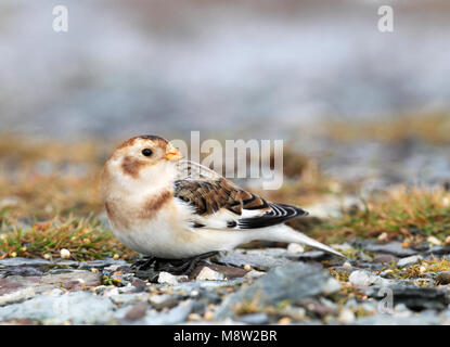 Sneeuwgors, Snow Bunting, Plectrophenax nivalis Foto Stock