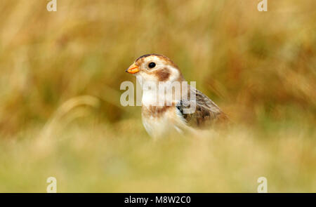 Sneeuwgors, Snow Bunting, Plectrophenax nivalis Foto Stock