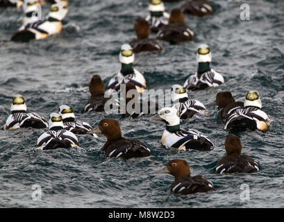 Stellers Eider; Steller's Eider; Polysticta stelleri Foto Stock