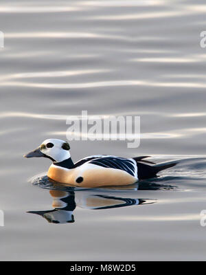 Stellers Eider; Steller's Eider; Polysticta stelleri Foto Stock