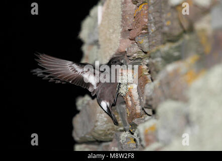 Stormvogeltje op de broedplaats; Storm-Petrel europeo presso il sito di riproduzione Foto Stock