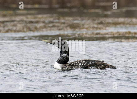 Immagine di uccelli da Hugh Harrop Foto Stock