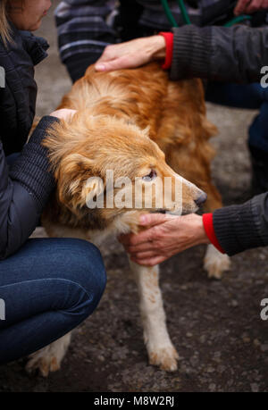 Una femmina di veterinario aiuta un cane randagio. La guida per i senzatetto animali. Sfortunato gli animali hanno bisogno di aiuto. Foto Stock