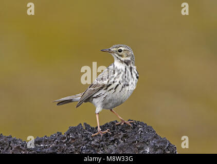 Meadow Pipit in piedi sul suolo; Graspieper staand op de grond Foto Stock