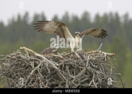 Osprey adulto lo sbarco sul suo nido; Visarend volwassen landend op zijn nest Foto Stock