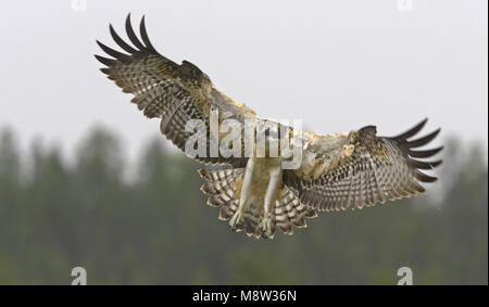 Osprey adulto lo sbarco sul suo nido; Visarend volwassen landend op zijn nest Foto Stock